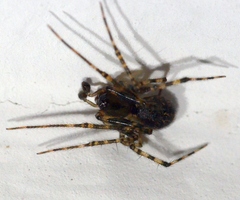 Tegenaria ferruginea