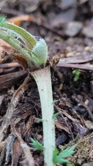 Tanacetum corymbosum