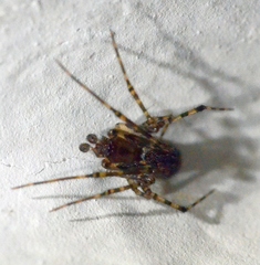 Tegenaria ferruginea