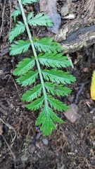 Tanacetum corymbosum