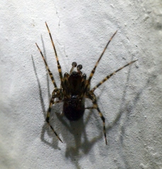 Tegenaria ferruginea