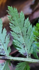 Tanacetum corymbosum