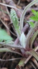 Tanacetum corymbosum