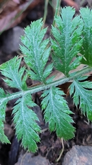 Tanacetum corymbosum