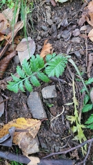 Tanacetum corymbosum