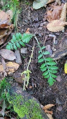 Tanacetum corymbosum