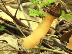 Morchella punctipes