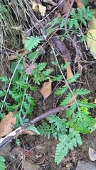 Tanacetum corymbosum