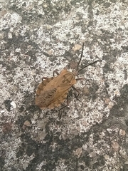 Spartocera