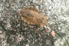 Spartocera