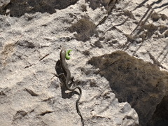 Phoenicolacerta laevis