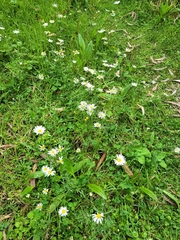 Leucanthemum vulgare