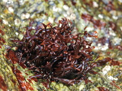 Chondrus crispus