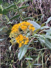 Munnozia
