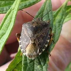 Halyomorpha