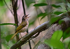 Myiothlypis rivularis mesoleuca