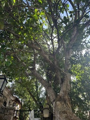 Ficus petiolaris