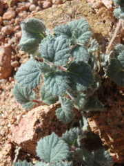 Forsskaolea tenacissima
