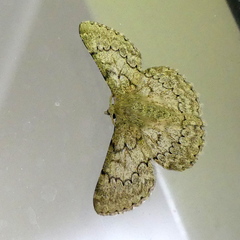 Pingasa abyssiniaria