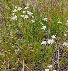 Solidago ptarmicoides