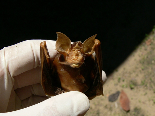 Lander's Horseshoe Bat