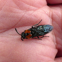 Argidae