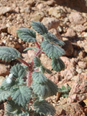 Forsskaolea tenacissima