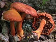 Cortinarius marylandensis