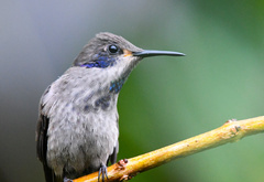 Colibri delphinae