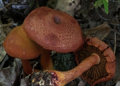 Cortinarius marylandensis
