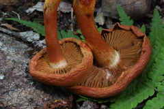 Cortinarius marylandensis