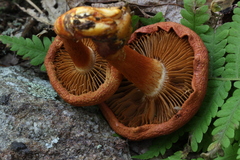 Cortinarius marylandensis