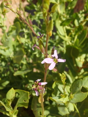 Schouwia purpurea