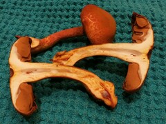 Cortinarius marylandensis
