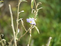 Solanum hindsianum