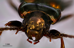 Pterostichus burmeisteri