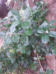 Metrosideros excelsa