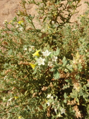 Heliotropium arbainense