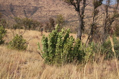 Protea gaguedi