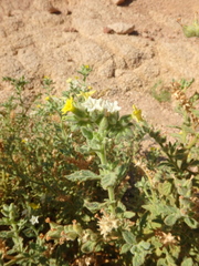 Heliotropium arbainense