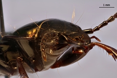 Pterostichus burmeisteri