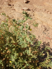 Heliotropium arbainense