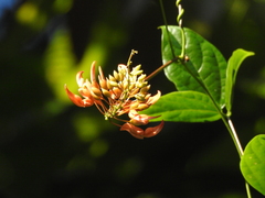 Strongylodon lucidus
