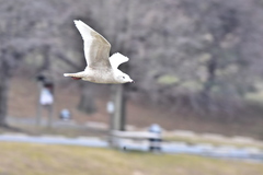 Larus hyperboreus