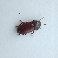 Uloma culinaris