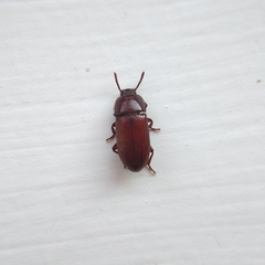 Uloma culinaris
