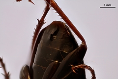 Pterostichus burmeisteri