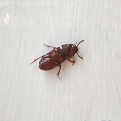 Uloma culinaris