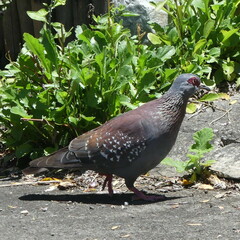 Columba guinea phaeonota