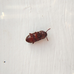 Uloma culinaris